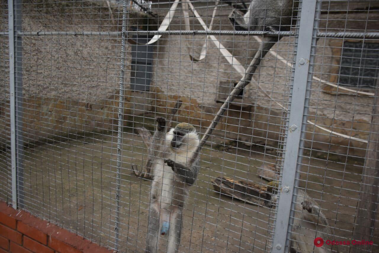Два вида отопления: как проходит зимовка в Одесском зоопарке