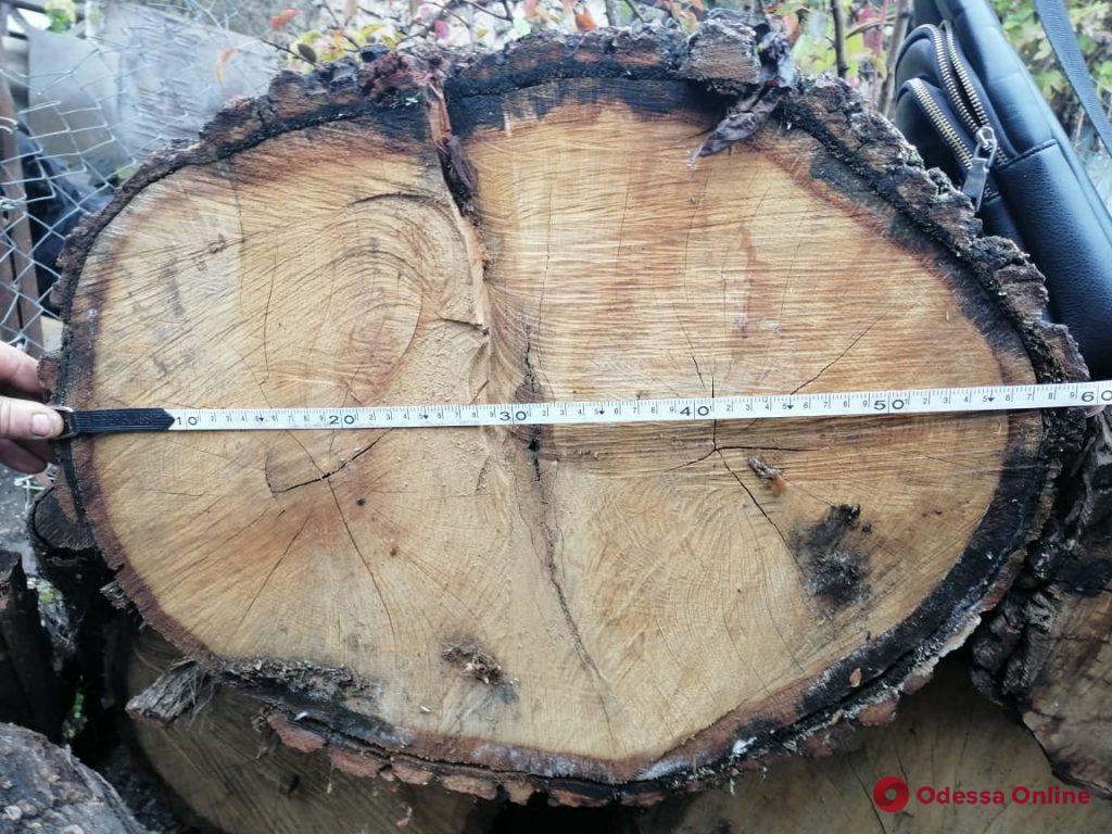 В Одесской области предприниматель ответит в суде за взятку полицейскому и незаконную вырубку леса