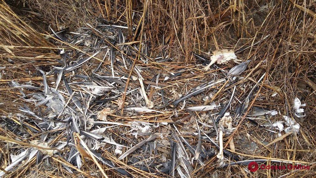 Возле «Тузловских лиманов» массово гибнут редкие птицы