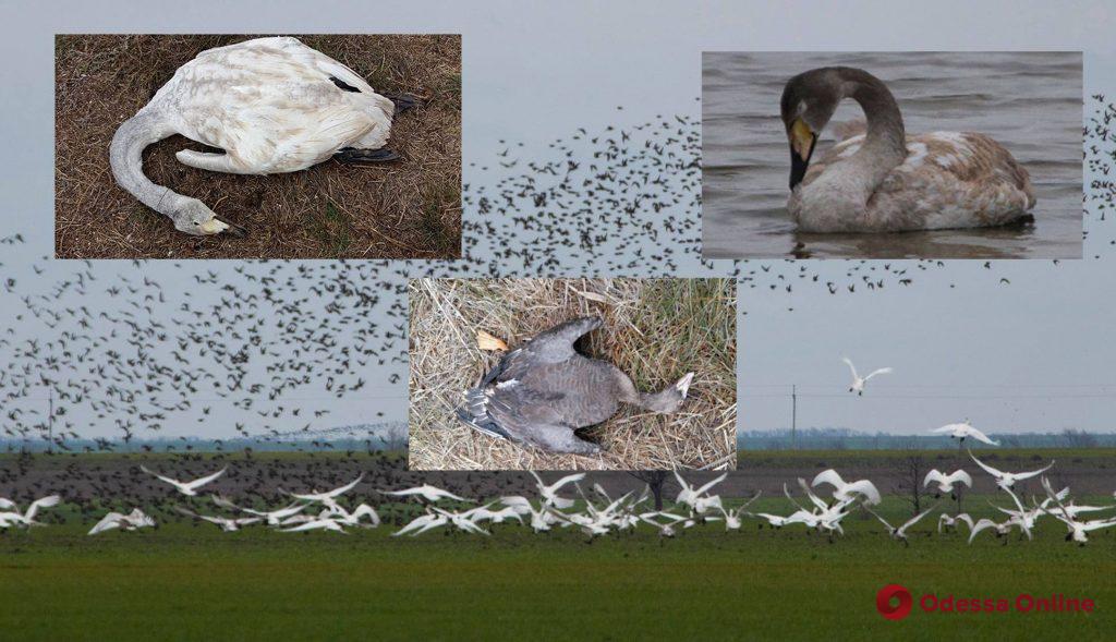 Возле «Тузловских лиманов» массово гибнут редкие птицы
