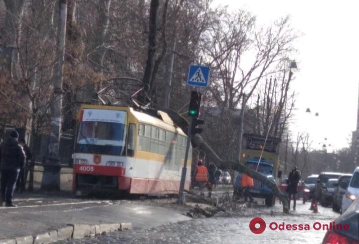 В Одессе из-за упавших деревьев не ходят трамваи по двум маршрутам
