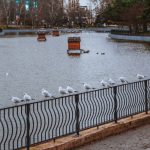 утки утка птицы птица пруд погода парк победы