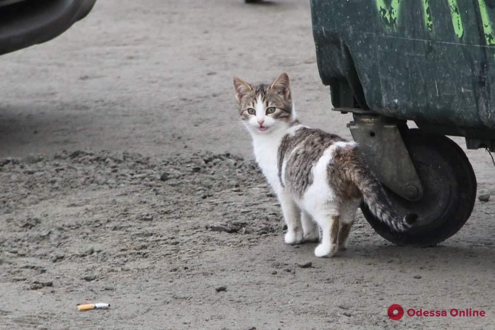 Самые умные, добрые и заслуживающие нашей любви: фотоподподборка одесских «хвостиков» ко Всемирному дню защиты животных