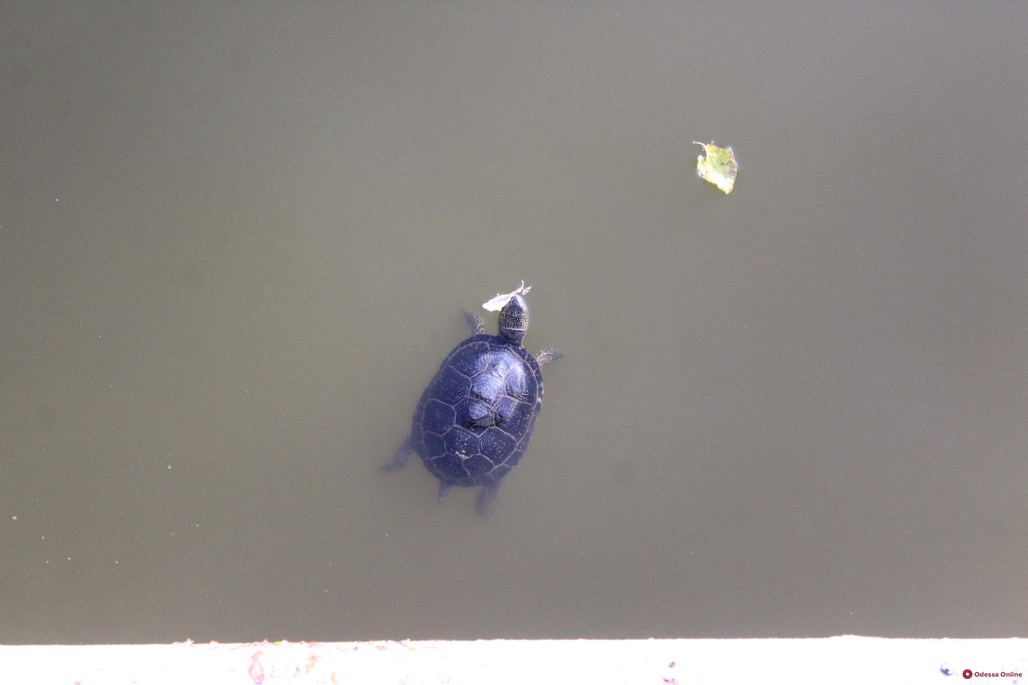 Черепах из пруда парка Победы отправили на зимовку в зоопарк