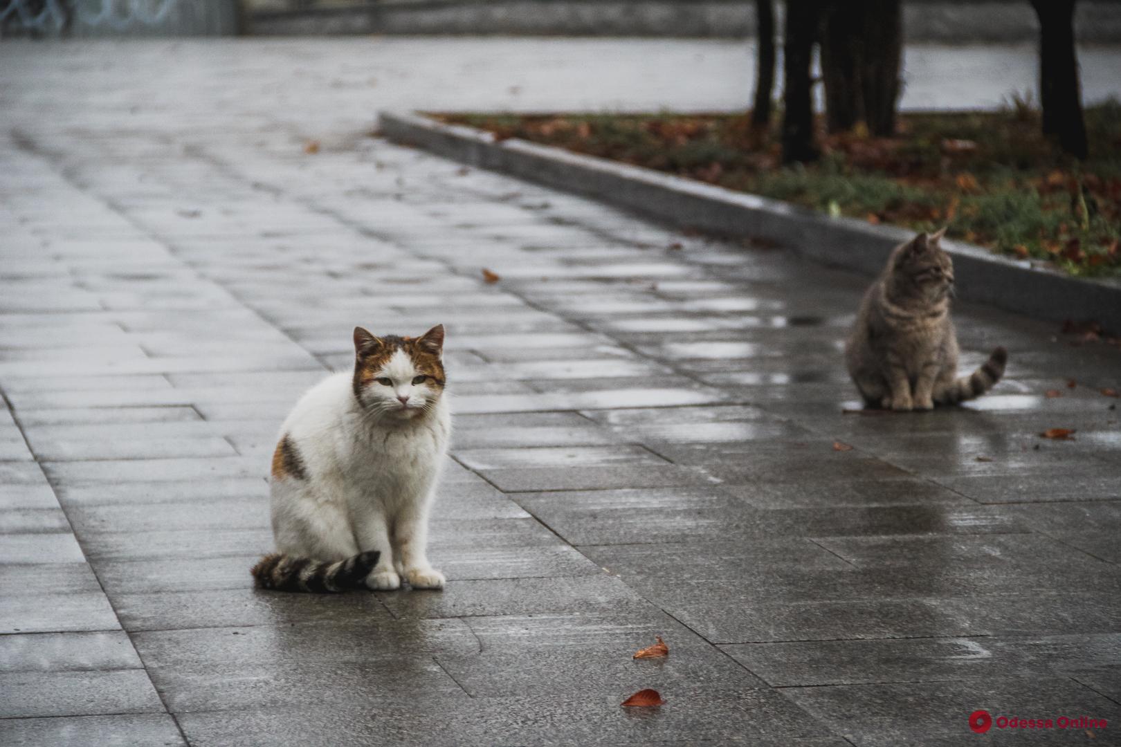 Декабрьские коты и туманный порт: фоторепортаж с бульвара Жванецкого