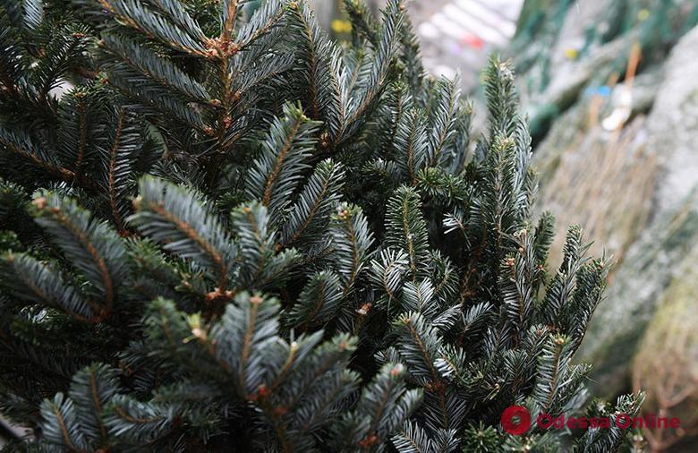 В Одессе разработали тактику борьбы со свалками нераспроданных новогодних елок
