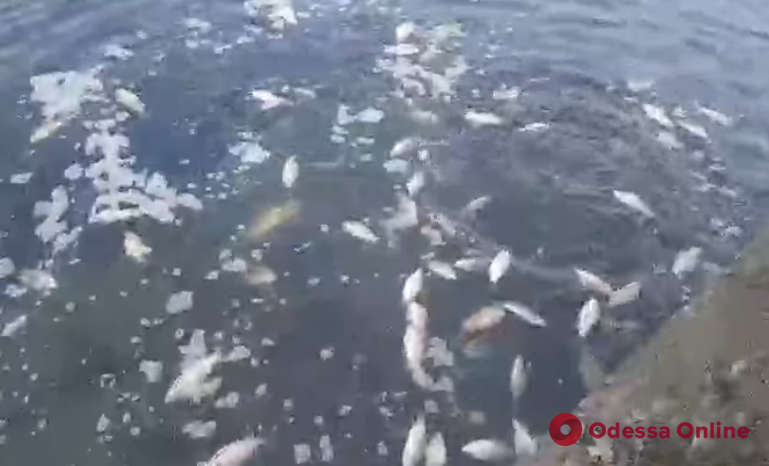 Новогодний подарок любителям спортивной рыбалки: в пруд Дюковского парка выпустили карпов и карасей (видео)