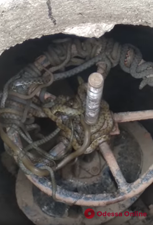 На юге Одесской области в люке водопровода нашли клубок змей (видео)