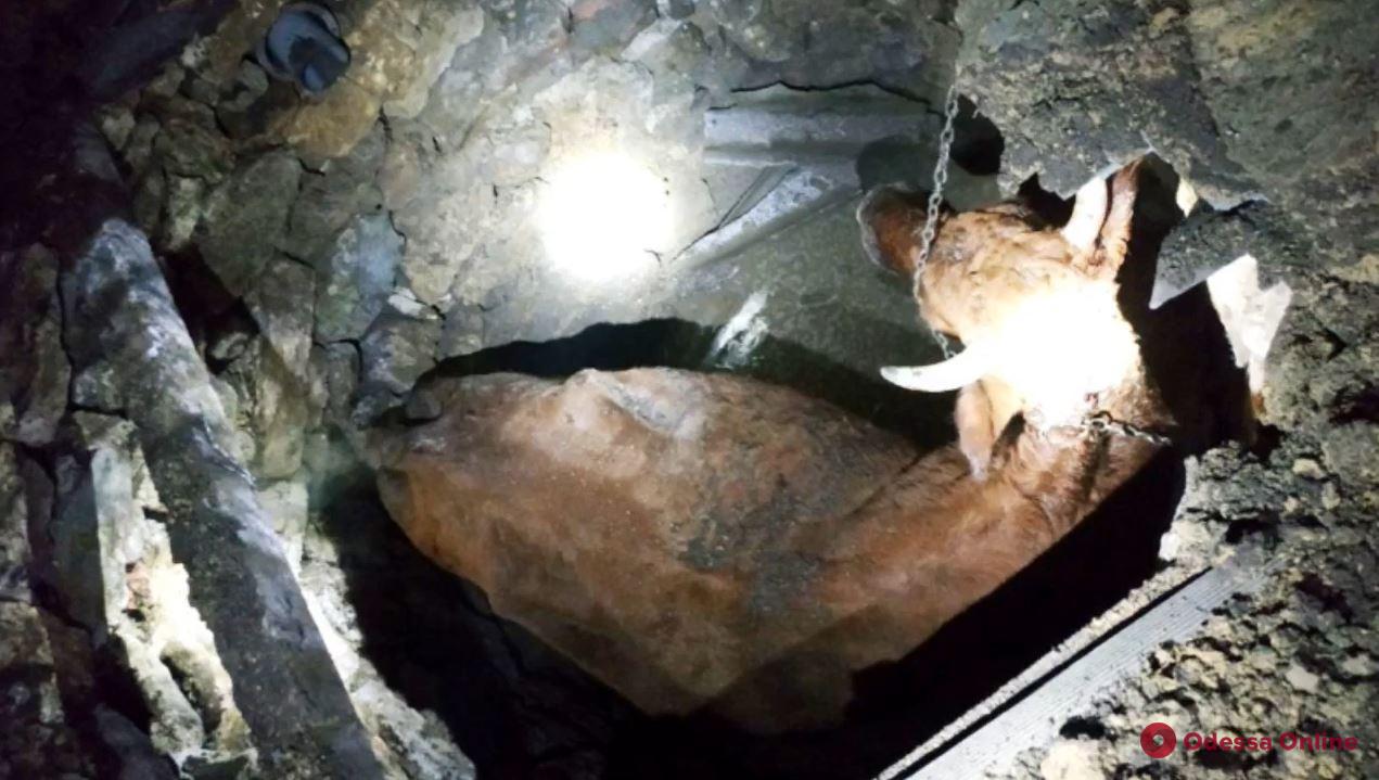 В Одесской области спасатели доставали корову из трехметровой ямы
