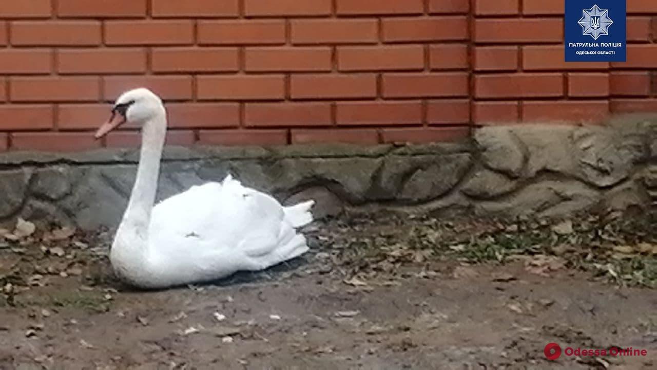В Одессе патрульные спасали лебедя