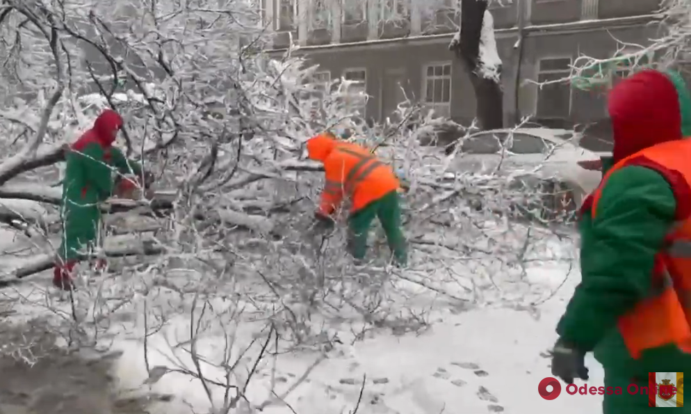 Из-за непогоды в Одессе рухнули 59 деревьев