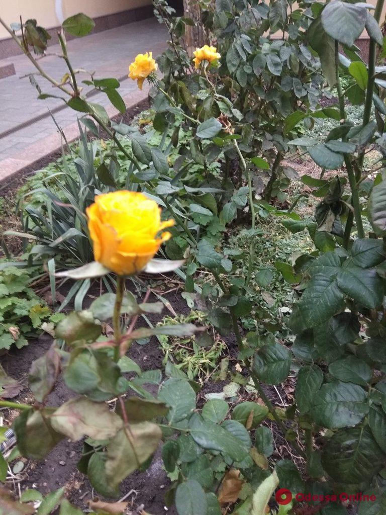 В январе Одесса цветет и пахнет (фото)