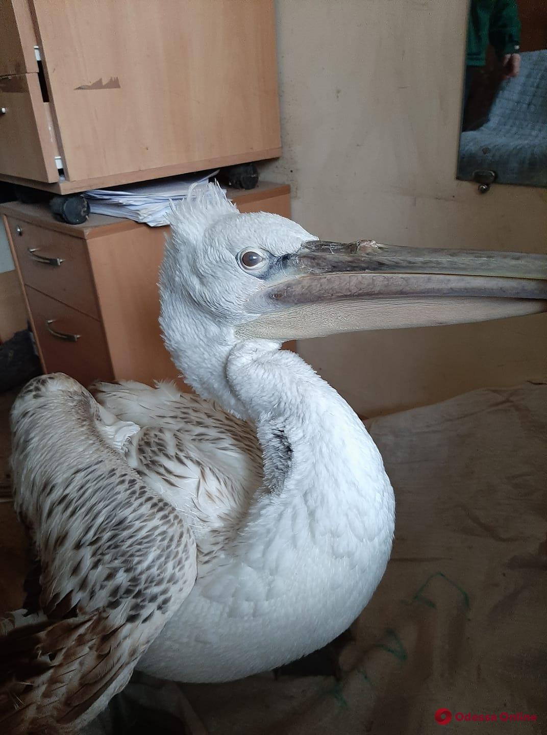 В Одесском зоопарке выхаживают раненого пеликана, найденного на Тилигульском лимане