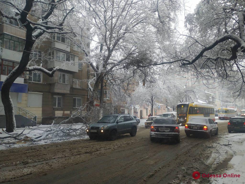 В центре Одессы из-за упавшей ветки стоят трамваи