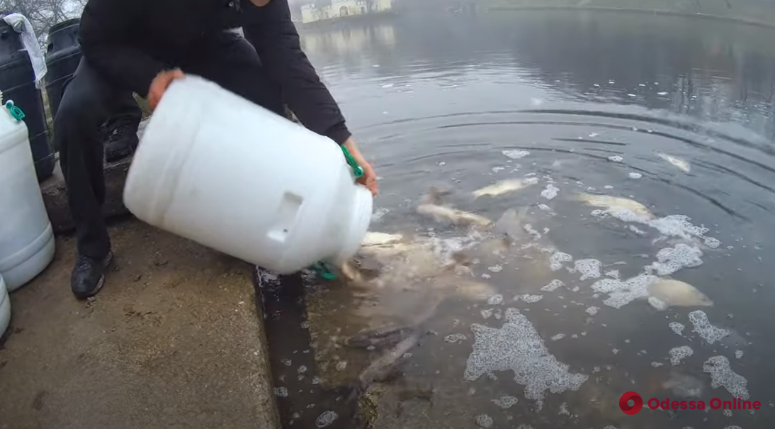 В пруд Дюковского парка энтузиасты выпустили еще 200 килограммов рыбы (видео)