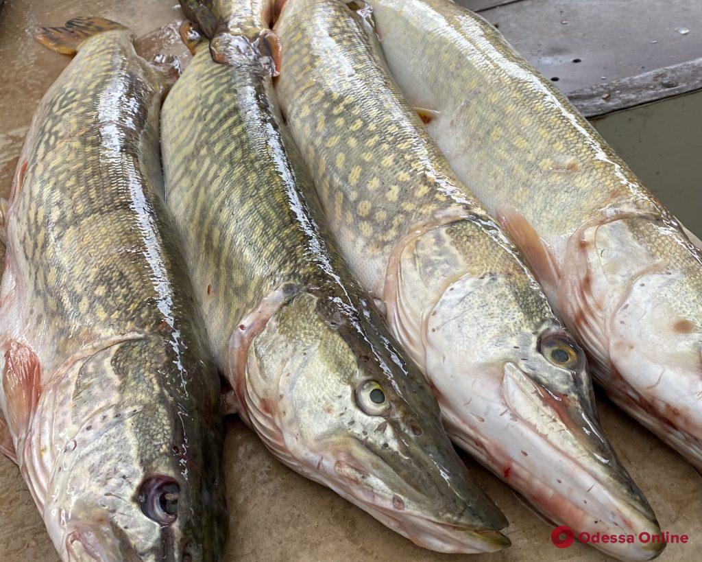 Пастернак, крылья ската и всё для кути: воскресные цены на одесском «Привозе»