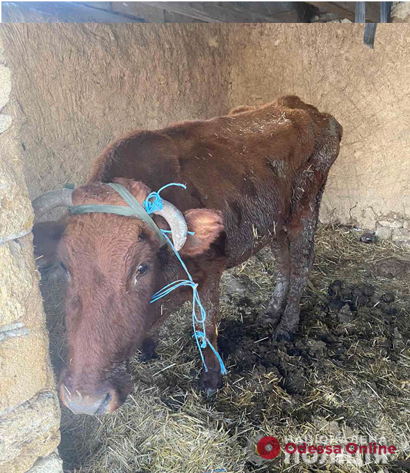 Держал истощенных коров на морозе: жителя Одесской области привлекут в ответственности за жестокое обращение с животными