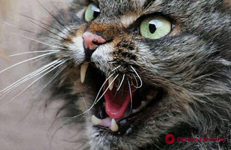 В Одессе у домашней кошки выявили бешенство