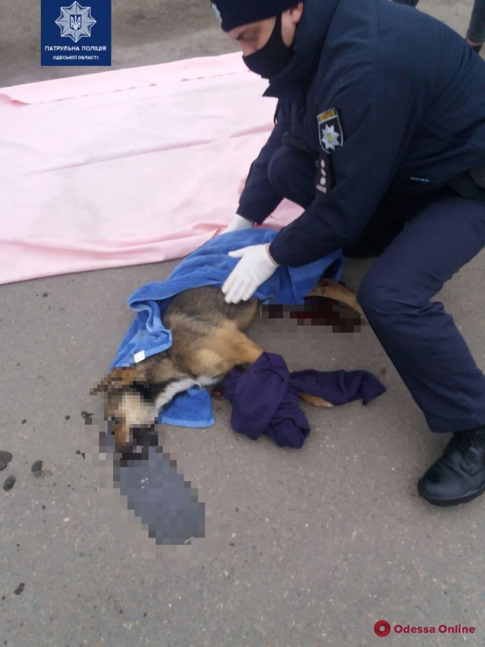 Одесские патрульные пытались спасти собаку, которую сбила машина