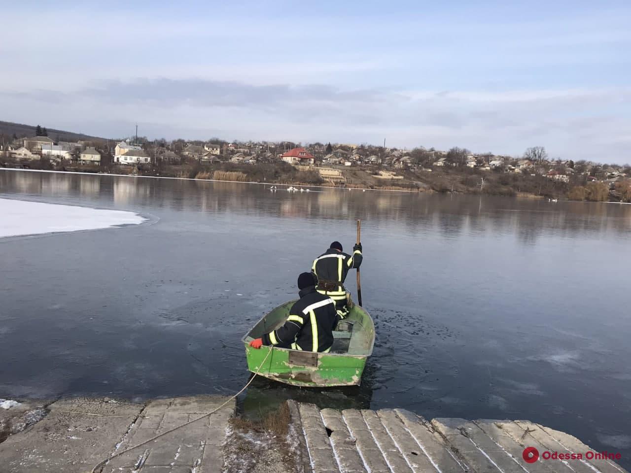 В Одесской области спасли 16 лебедей