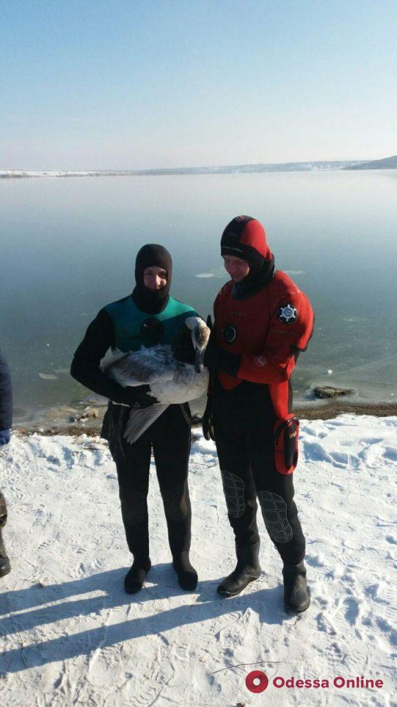 В Одесской области спасатели из ледяных ловушек освободили двух лебедей