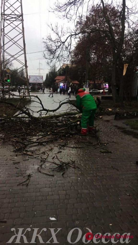В Одессе сильный ветер повалил несколько деревьев