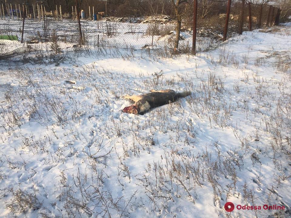 В Одесской области мужчина застрелил хаски