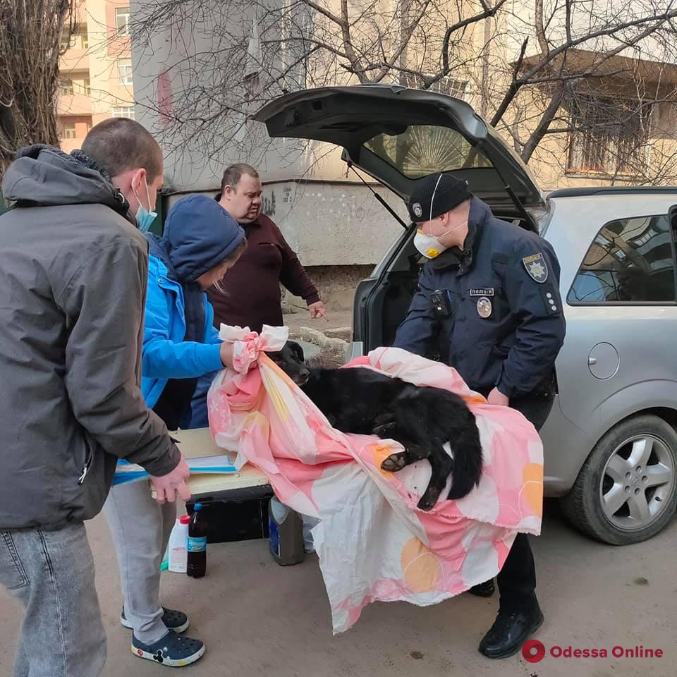 Одесса: выпавшую с балкона собаку спасти не удалось