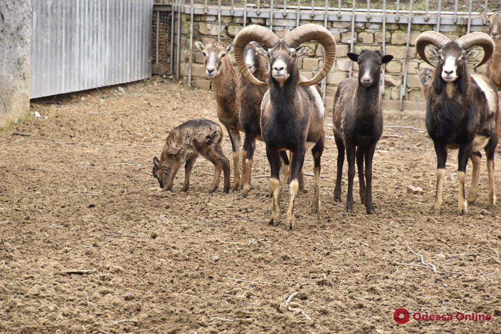 В Одесском зоопарке родились шесть европейских муфлонов