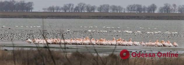 В Одесскую область после зимовки вернулись стаи розовых пеликанов
