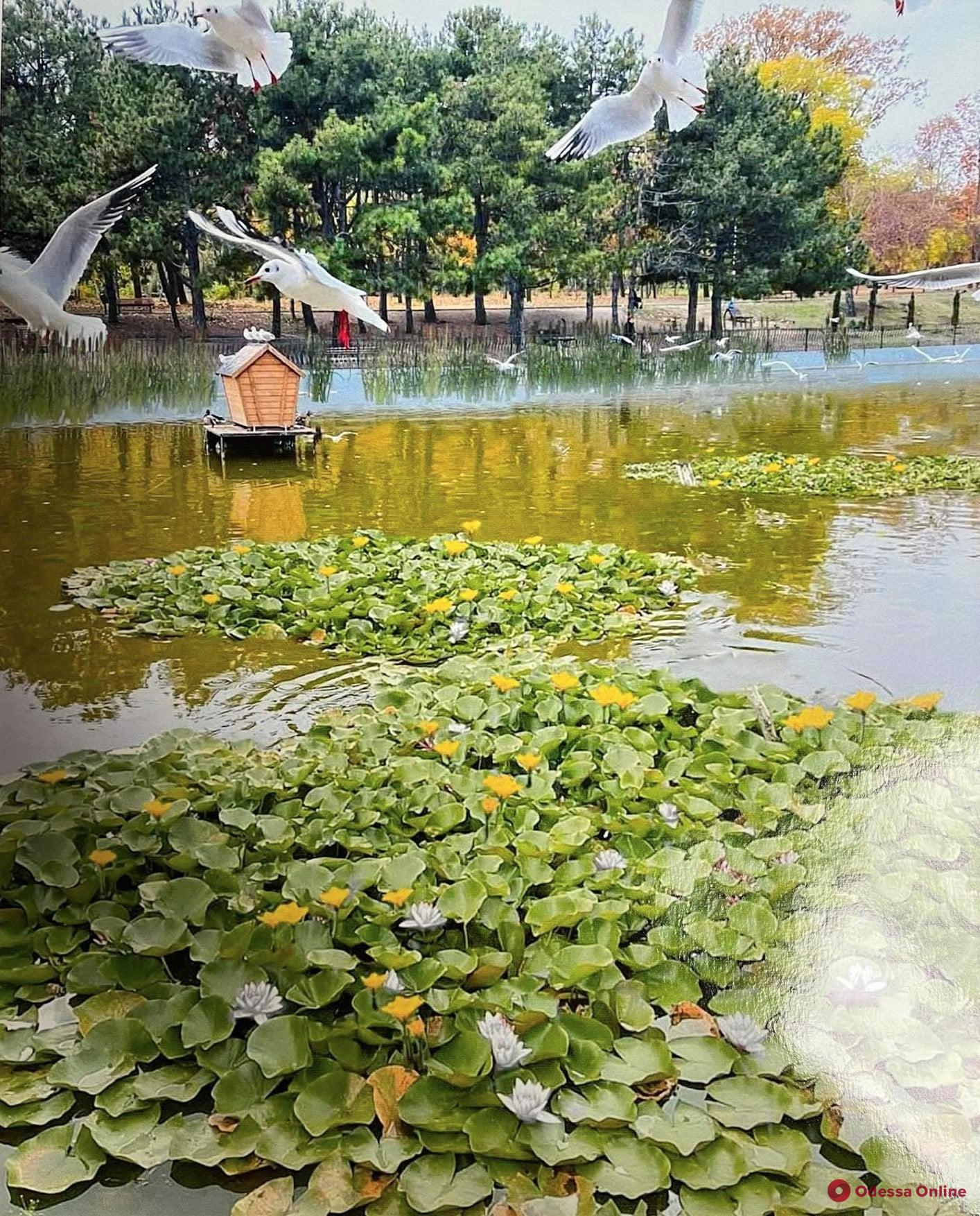 Пруды в одесском парке Победы украшают живыми цветами