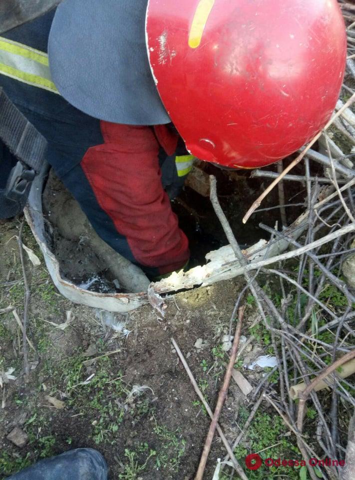 В Одесской области сотрудники ГСЧС спасли провалившуюся в яму собаку