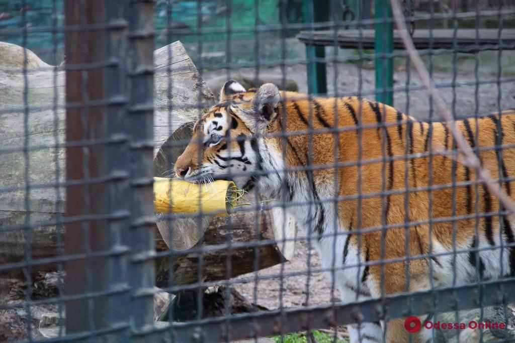 В Одесском зоопарке отмечали праздник Весны (фото)