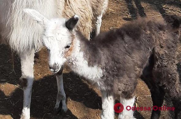 В Одесском зоопарке родился детеныш ламы