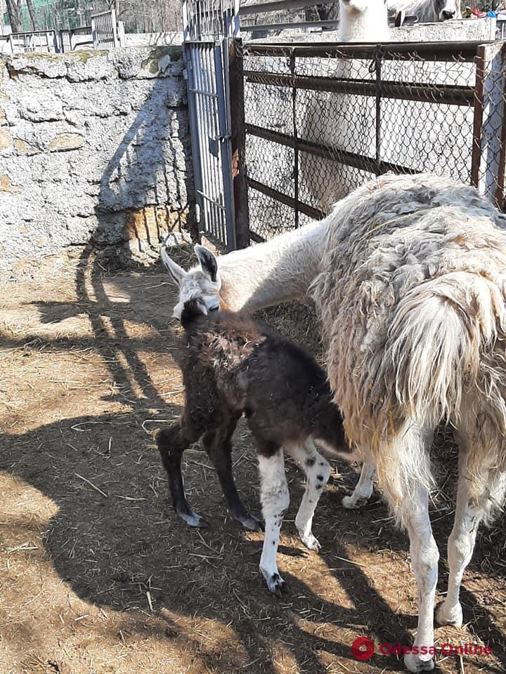 В Одесском зоопарке родился детеныш ламы