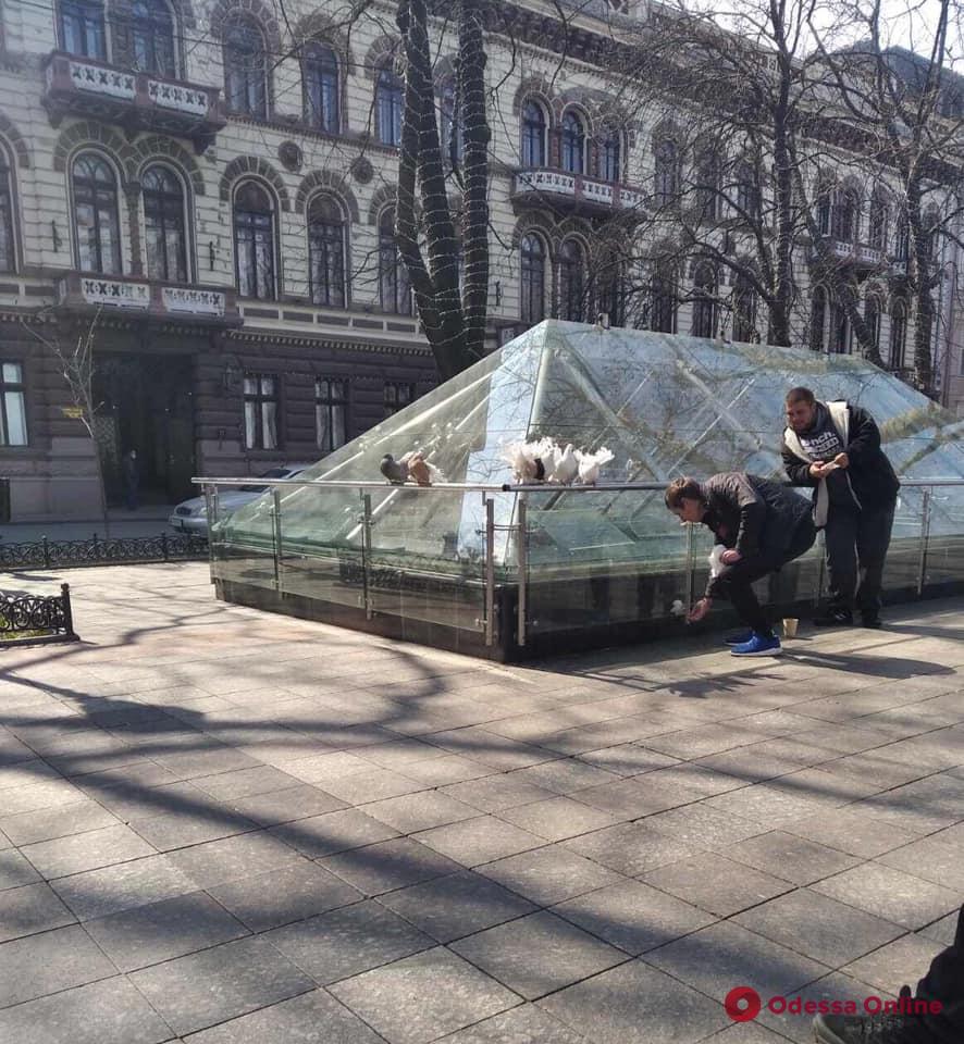 В Одессе у уличных фотографов изъяли семь голубей