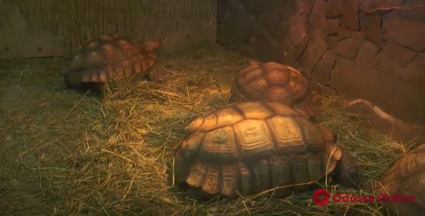 К первому апреля в Одесском зоопарке сняли видео о побеге черепах