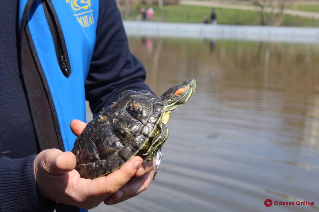 В пруд парка Победы вернули красноухих черепах (фото)