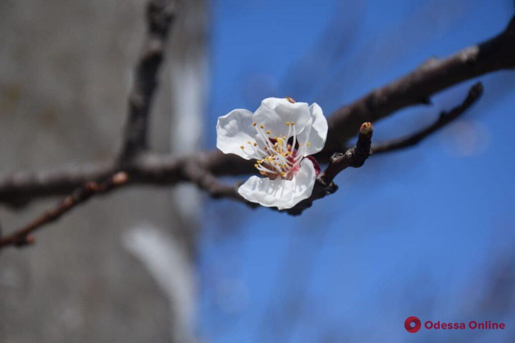 В Одессу пришла настоящая весна (фоторепортаж)