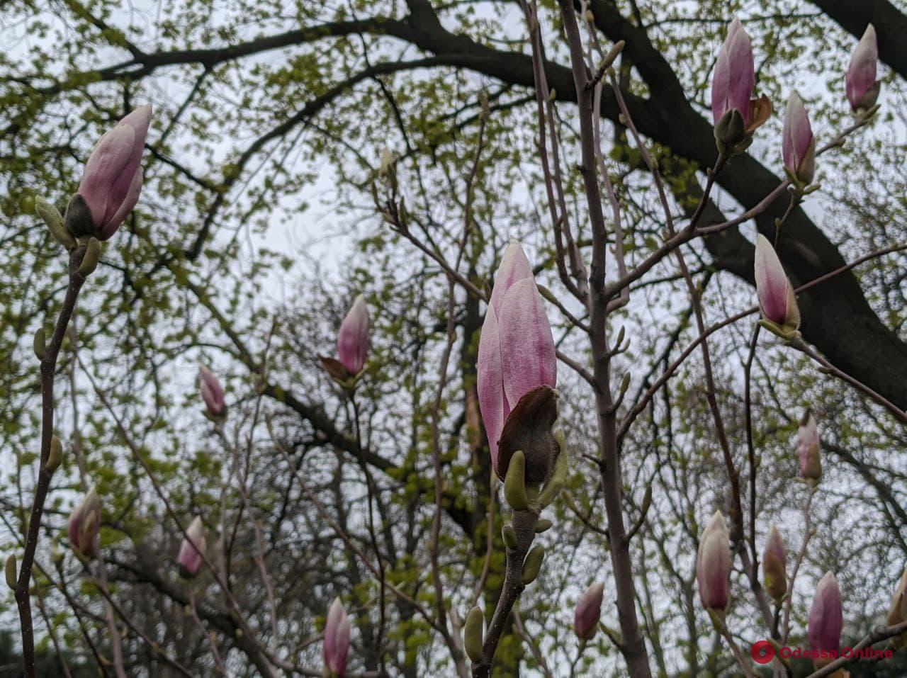 Дождались: в Одессе расцветают магнолии (фото)