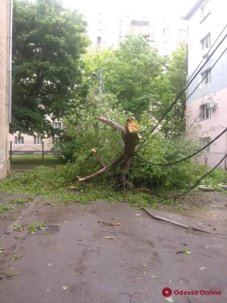 На проспекте Шевченко из-за упавшего дерева обесточено три дома