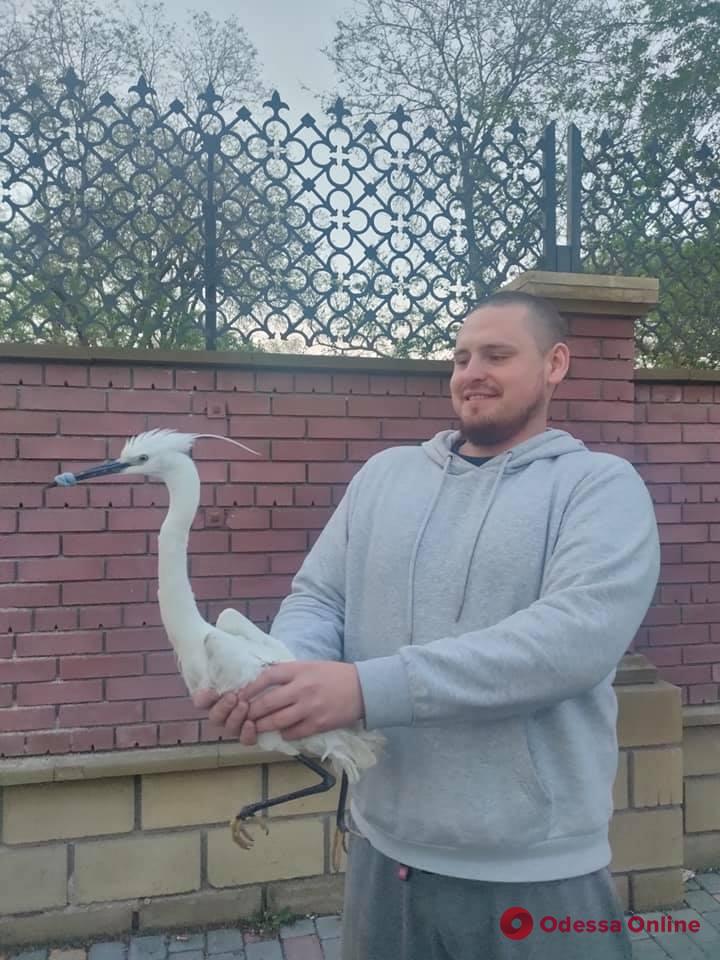 В Одесском зоопарке спасают малую белую цаплю