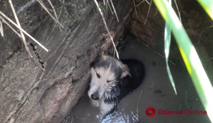 На Слободке спасатели доставали упавшую в яму собаку