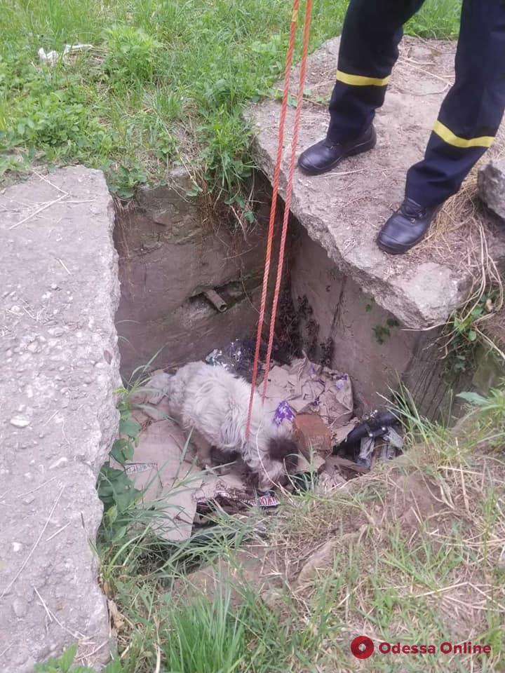 В Рени спасатели доставали провалившуюся в яму собаку