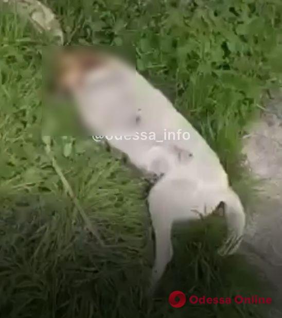 В Белгороде-Днестровском мужчина застрелил одну бездомную собаку и ранил другую