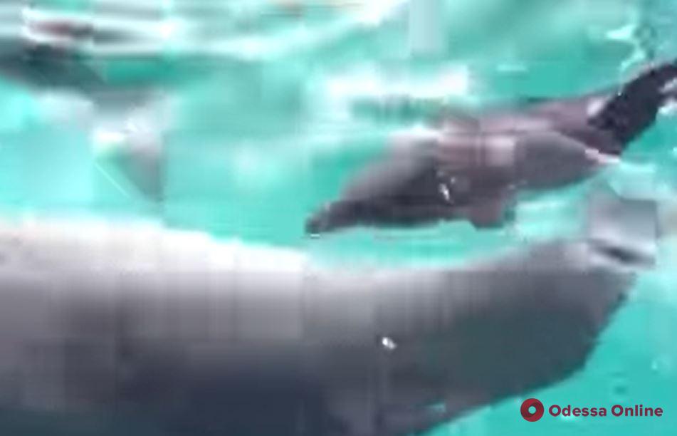 В одесском дельфинарии появился на свет дельфиненок (видео)