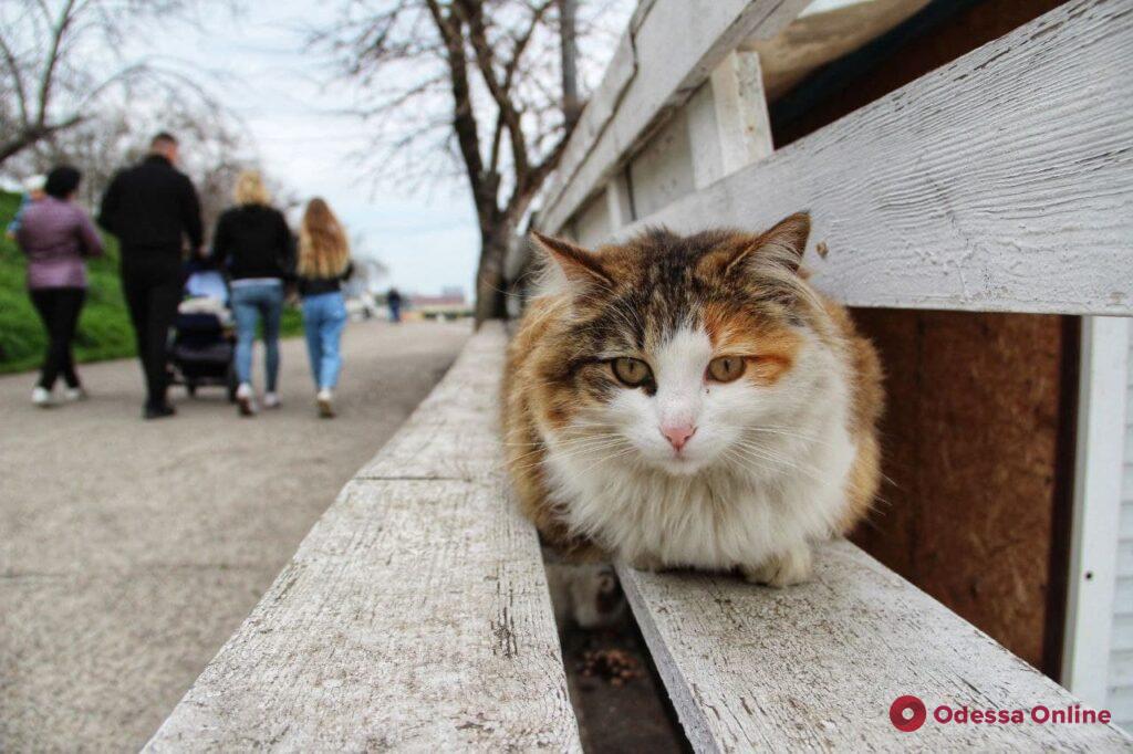 Майские выходные в Одессе: горожане отдыхают у моря (фоторепортаж)