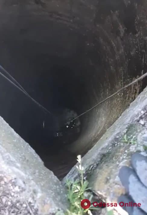Под Одессой спасли провалившуюся в 20-метровый колодец собаку