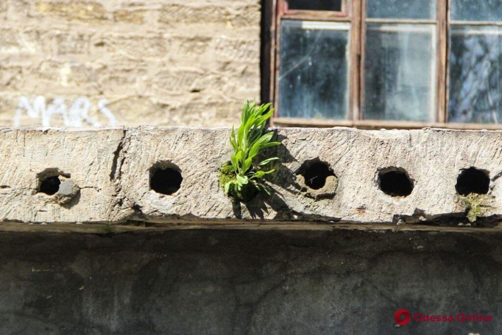 Всесильная природа: одесские здания и тротуары захватывают растения (фоторепортаж)