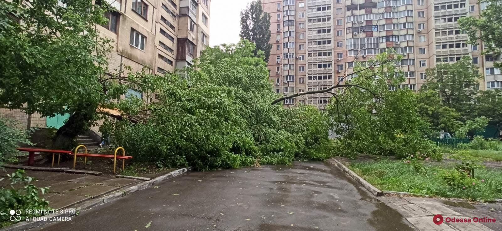 За неделю сильный ветер и ливни повалили в Одессе 26 деревьев